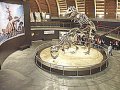 rex_exhibit_small4.jpg