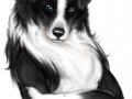 SCBorderCollie___Colored.jpg