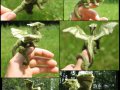 Felted_green_dragon_collage_by_tallydragon.jpg