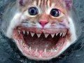 Shark_Cat_2.jpg