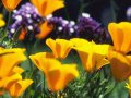 st-flpw001@california_poppies.jpg