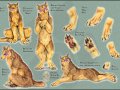 Cutie_Pie__s_CharacterSheet_by_bloodhound_omega.jpg