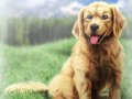 Golden_Retriever___Dog_Smile_by_derSheltie.jpg