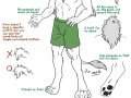 Kovu__s_new_model_sheet_by_J_C.jpg