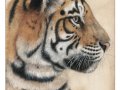 1212704401_sangluna_tiger_study_by_sangluna.jpg