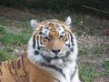 Tigress_1_by_Tigerlover4.jpg