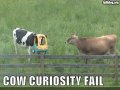 4487_fail-owned-cow-curiosity-fail.jpg