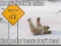 funny-pictures-polar-bear-slips-on-ice.jpg