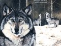 wolf.jpg