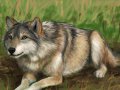 wolf20.jpg