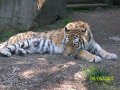 Tigress_3_by_Tigerlover4.jpg