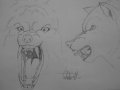 werewolf_snarls_by_tribalwolfie.jpg