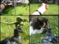 Felted_black_wyvern_collage_by_tallydragon.jpg