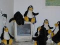 penguins-comp.jpg