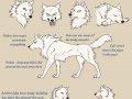 Alphawolf_Kiba_model_sheet_by_J_C.jpg