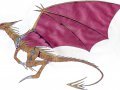 drache0003.JPG