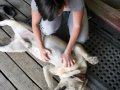 dogs-and-people-bonding-byelisfanclub-thumb-266x280-13337.jpg